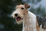 FOX TERRIER 655